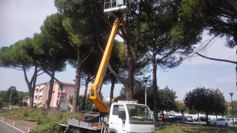 potatura_pini_piazza_mazzini_castelfranco_di_sotto_2019_09_04_2