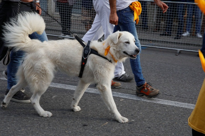 palio_barroccio_capanne_montopoli_2019_10_13___26