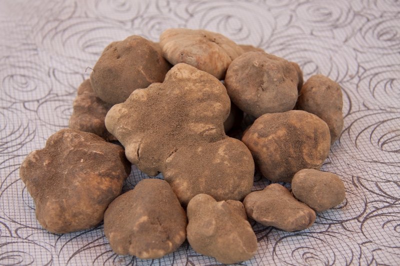 tartufesta_montaione_2019_10_23_11