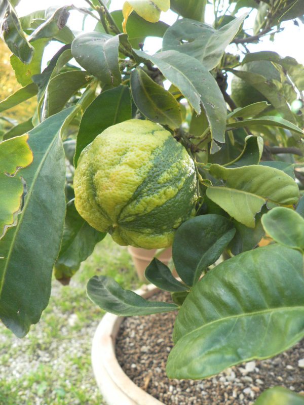 SAMSUNG DIGITAL CAMERA