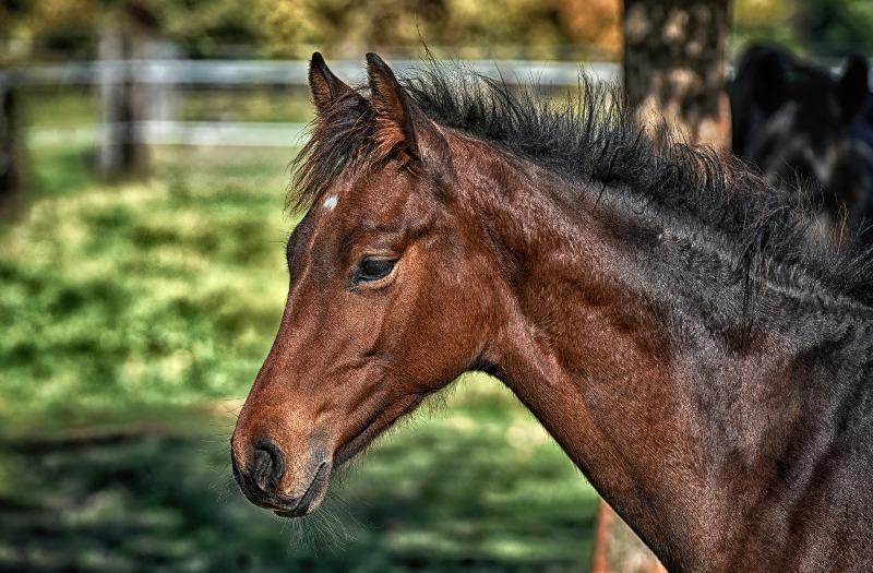 Schiacciato dal cavallo contro il cancello: muore al centro ippico