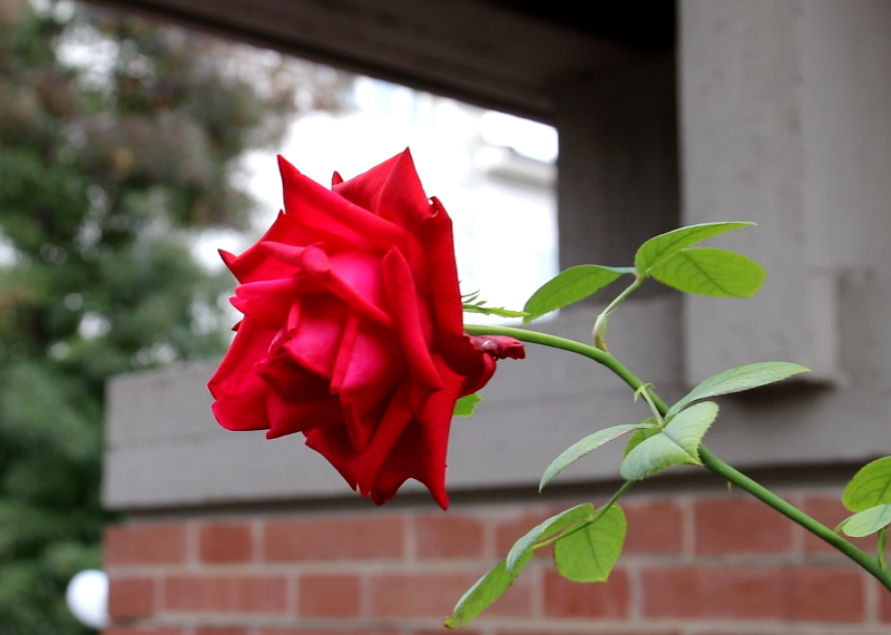 funerali claudia fabiani