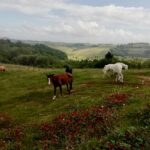 cavalli sieropositivi