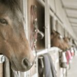 Centro Ippico Firenze,