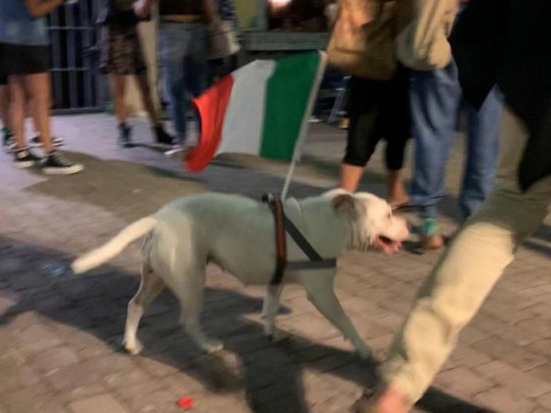 cane bandiera italia festeggiamenti europeo