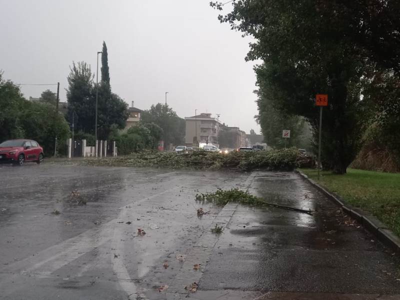 albero caduto empoli via olimpiadi