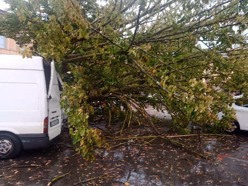 albero caduto piazza xx settembre fucecchio4