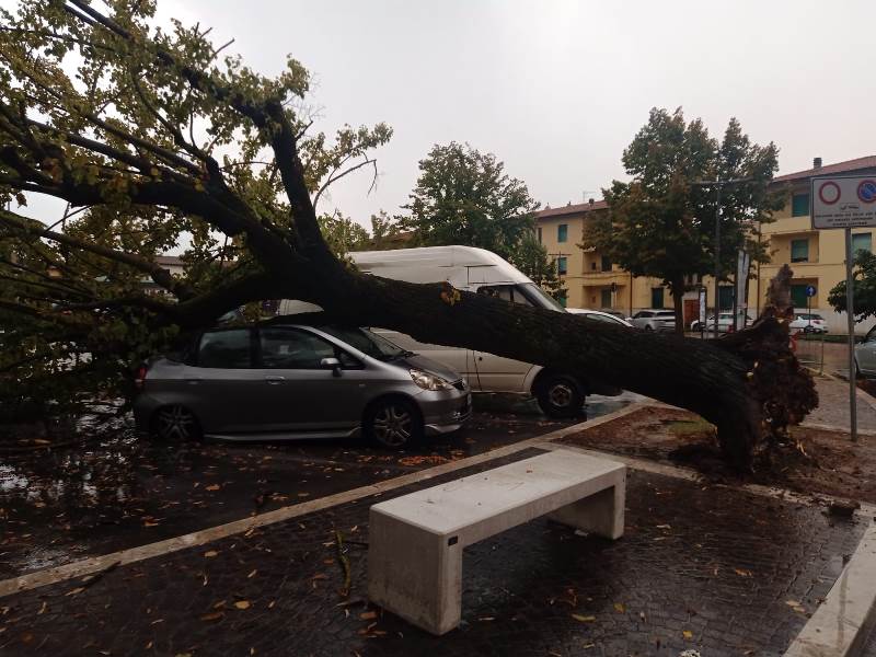 albero caduto piazza xx settembre fucecchio6