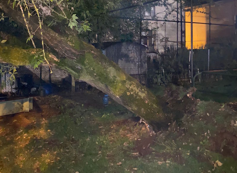 campino staffoli albero