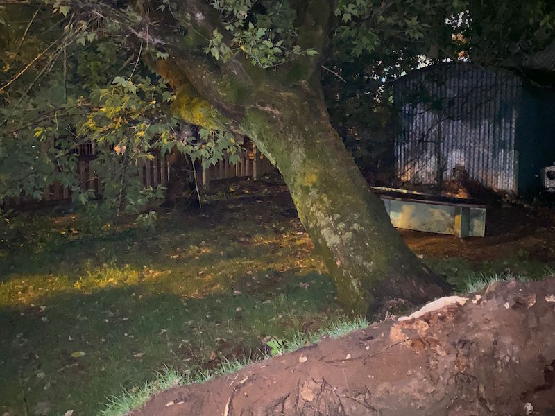 campino staffoli albero2