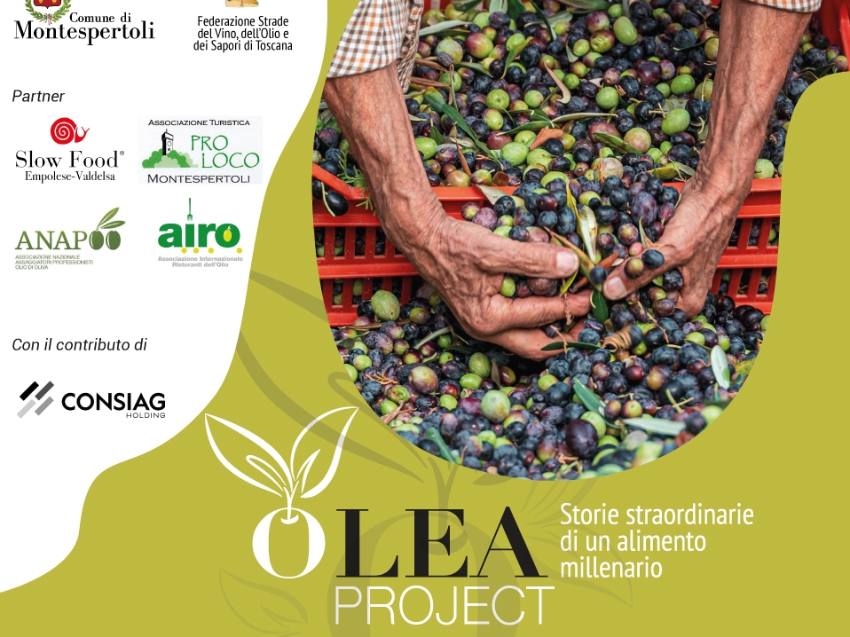 olea montespertoli