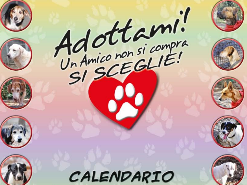 I cani del canile di Livorno sul calendario: "Un amico non si compra, si sceglie!"