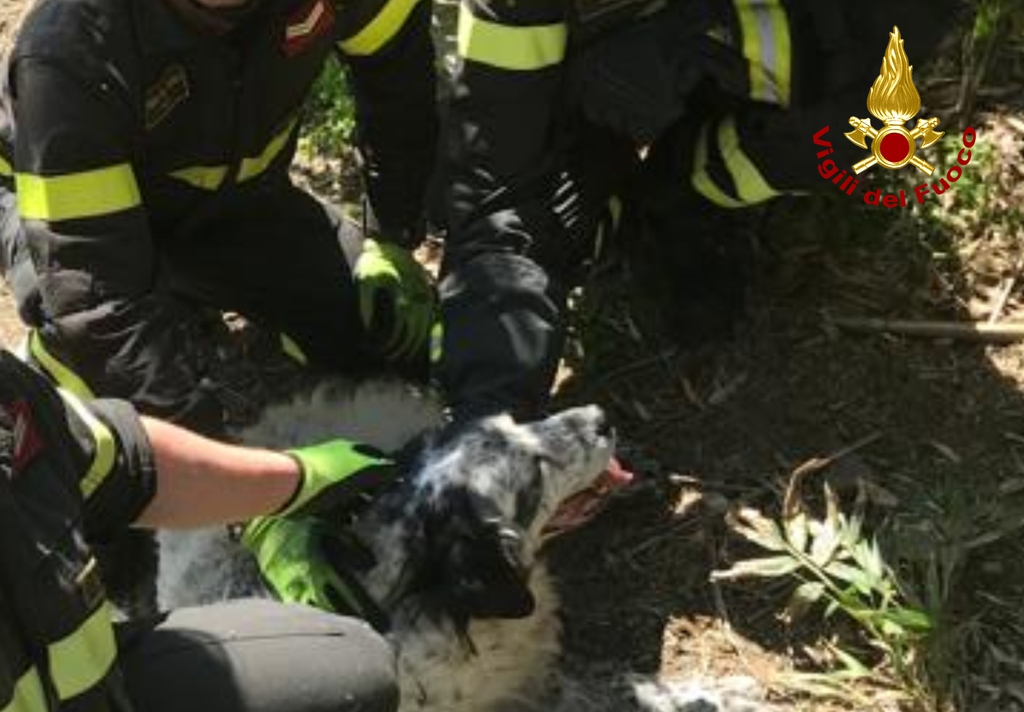 Cane finisce intrappolato tra i rovi, salvato dai vigili del fuoco