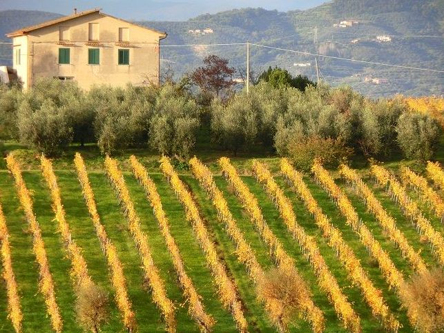 chianti terre di vinci