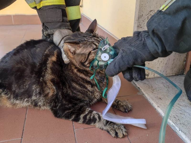 Pentola sul fuoco, gatto intossicato in appartamento a Prato