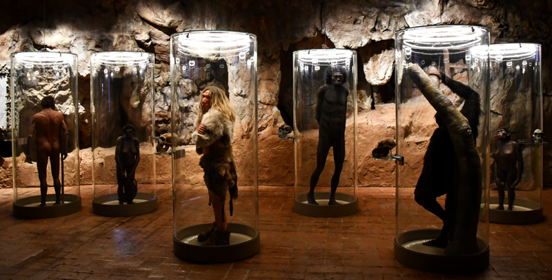 Incontrare gli antenati estinti dell'uomo: da oggi si può al Museo di Storia Naturale di Calci