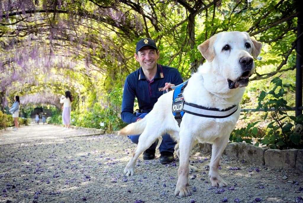 Va in pensione Holly, il cane-poliziotto: sarà adottato dal suo agente conduttore