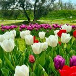 campo tulipani