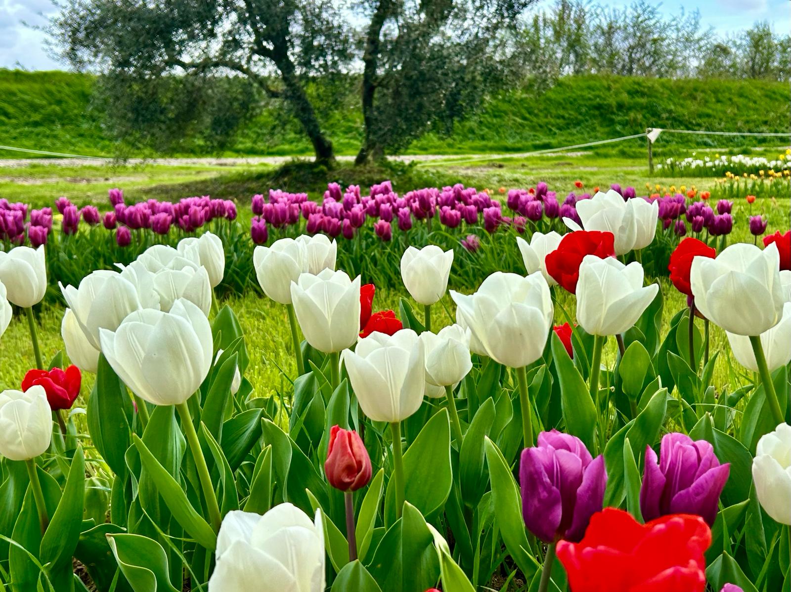 campo tulipani