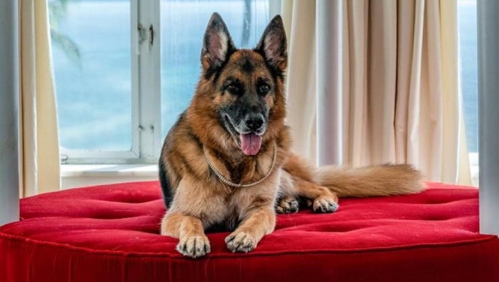 Il cane più ricco del mondo Gunther VI adotta una cagnolina: vivranno nella villa di Fauglia