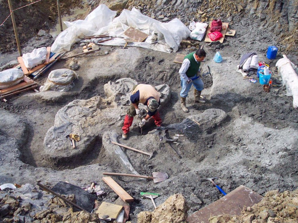 Gli scavi della balena brunell