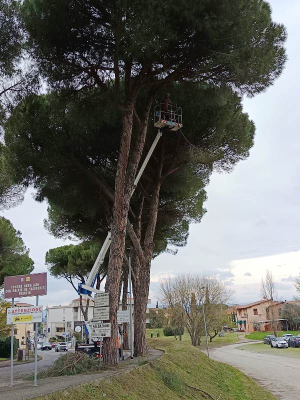 santa_croce_sull_arno_pini_via gramsci (2)