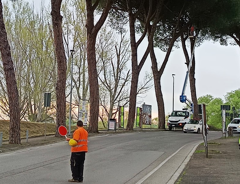 santa_croce_sull_arno_pini_via gramsci (3)