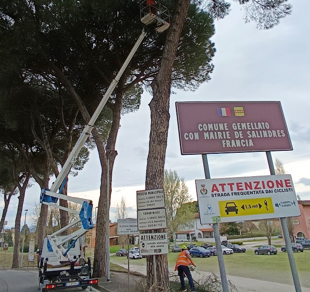 santa_croce_sull_arno_pini_via gramsci (4)