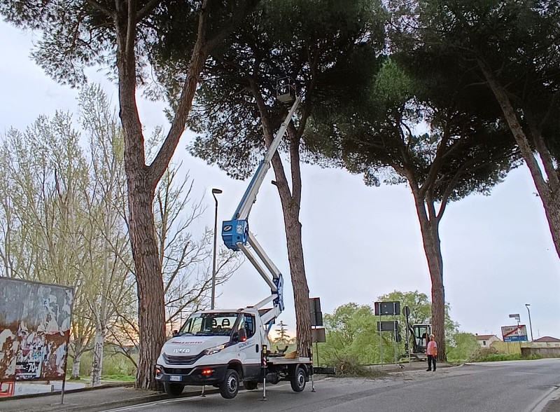 santa_croce_sull_arno_pini_via gramsci (5)