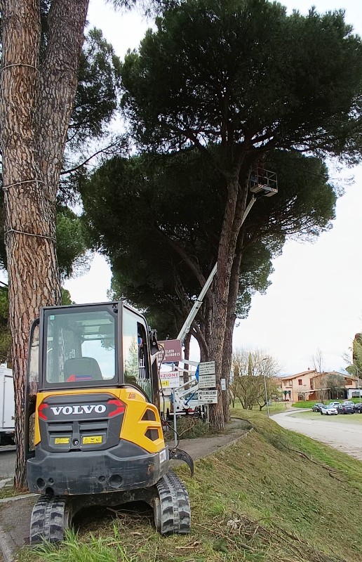 santa_croce_sull_arno_pini_via gramsci (6)