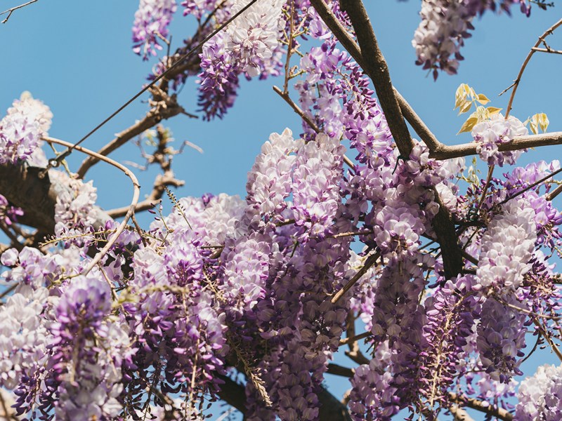 Fioritura_Glicine_Giardino_Bardini_Firenze_2025 (1)