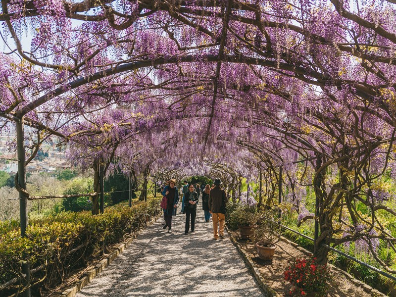 Fioritura_Glicine_Giardino_Bardini_Firenze_2025 (2)
