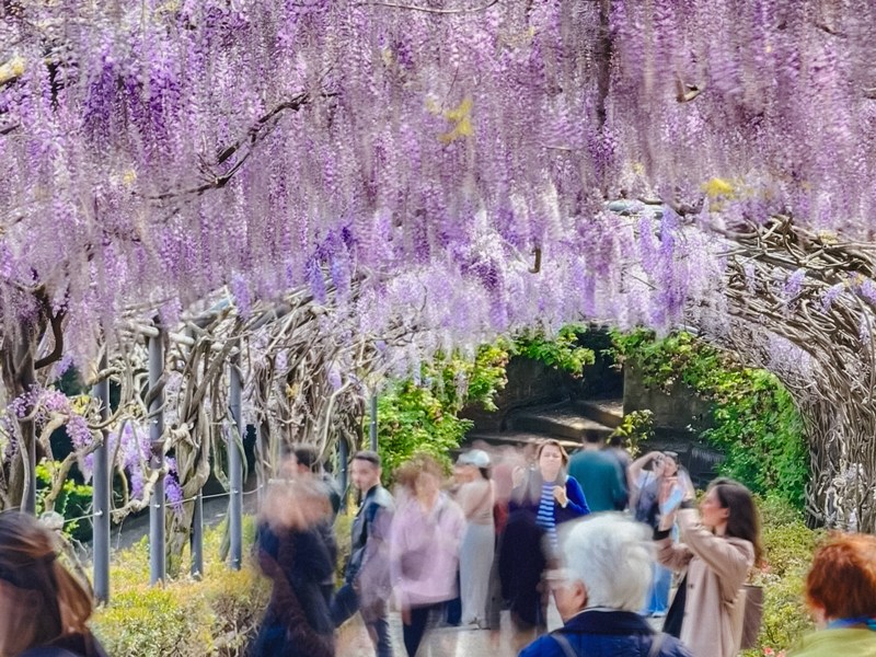 Fioritura_Glicine_Giardino_Bardini_Firenze_2025 (4)