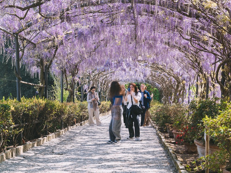 Fioritura_Glicine_Giardino_Bardini_Firenze_2025 (5)