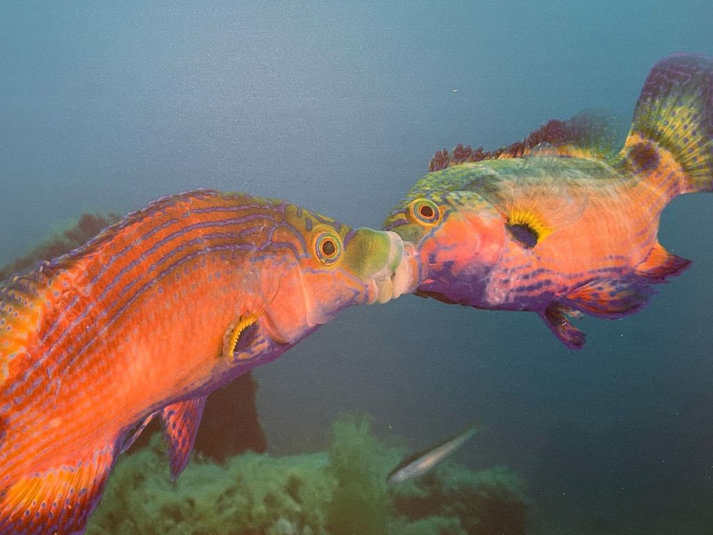 i_colori_nel_blu_mostra_fotografica_mare_toscano_palazzo_pegaso_spazio_ciampi (10)