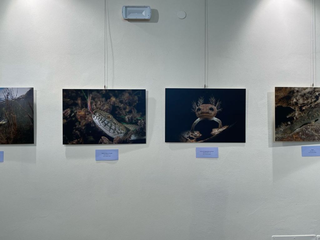 i_colori_nel_blu_mostra_fotografica_mare_toscano_palazzo_pegaso_spazio_ciampi (12)