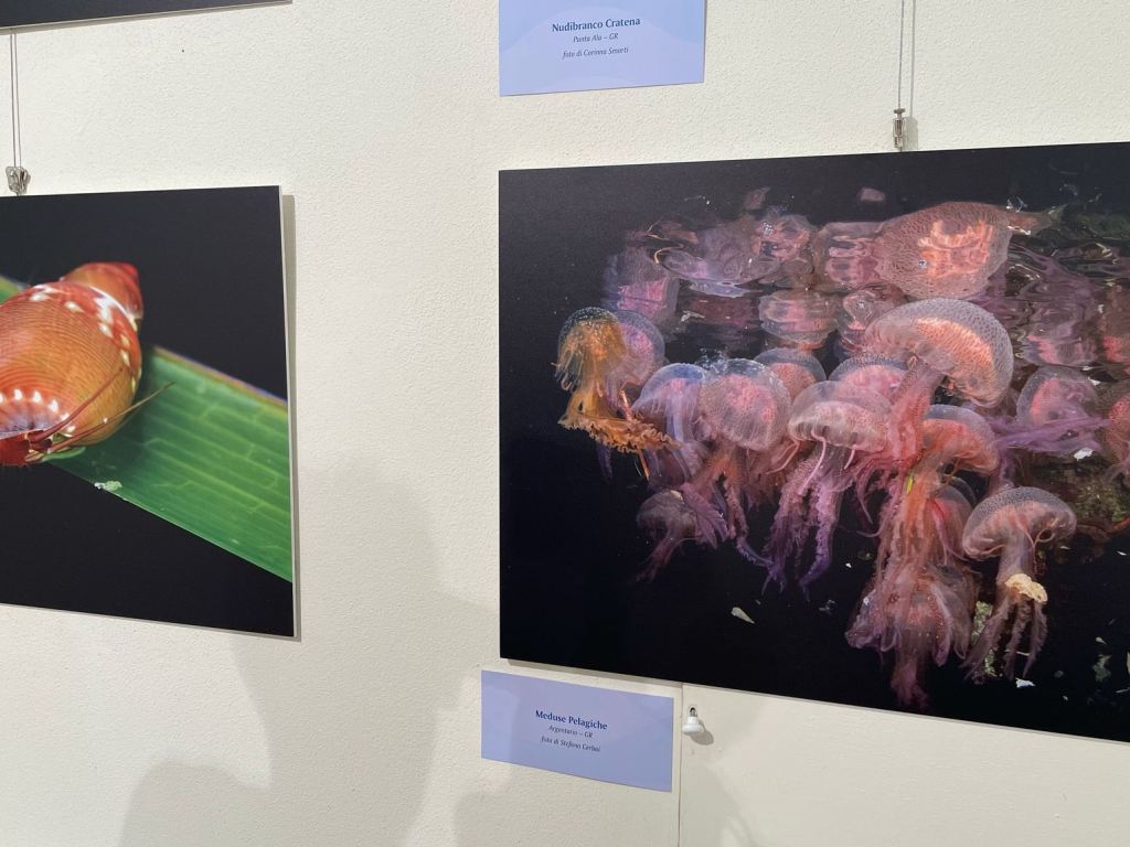 i_colori_nel_blu_mostra_fotografica_mare_toscano_palazzo_pegaso_spazio_ciampi (7)