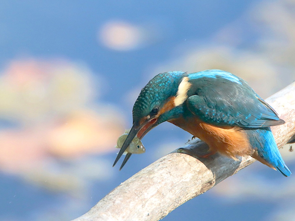 Martin pescatore (foto Paolo Caciagli)