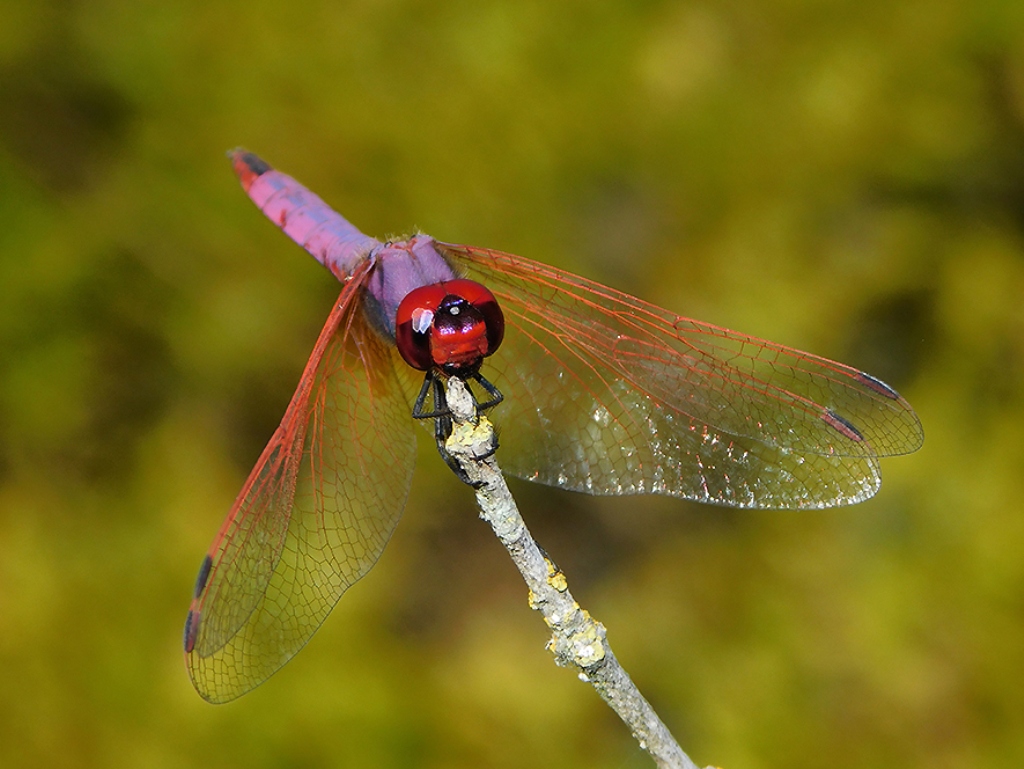 Obelisco violetto (foto Enrico Zarri)