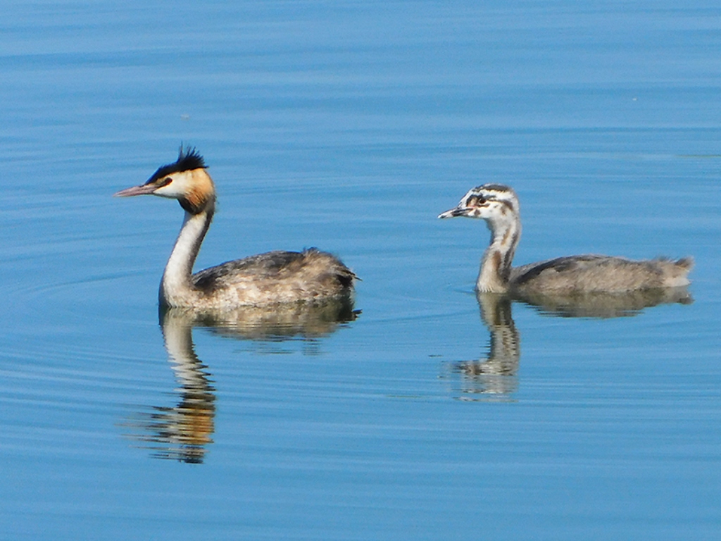 Svasso maggiore (foto Enrico Zarri)