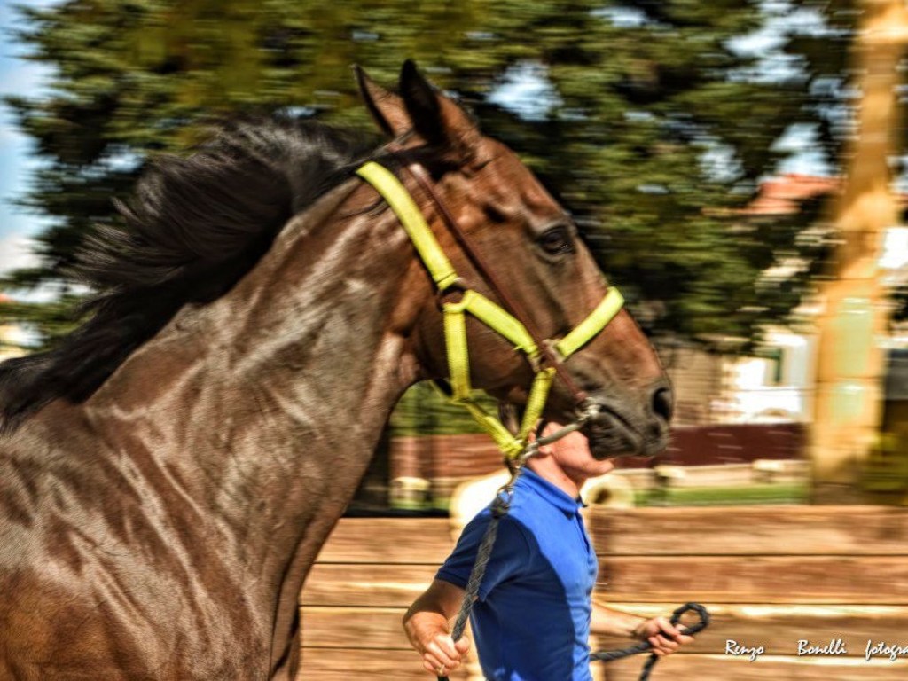 Castel_del_piano_palio_2025 (2)