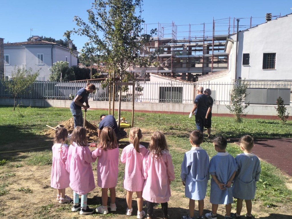 capannoli-piantato-acero (1)