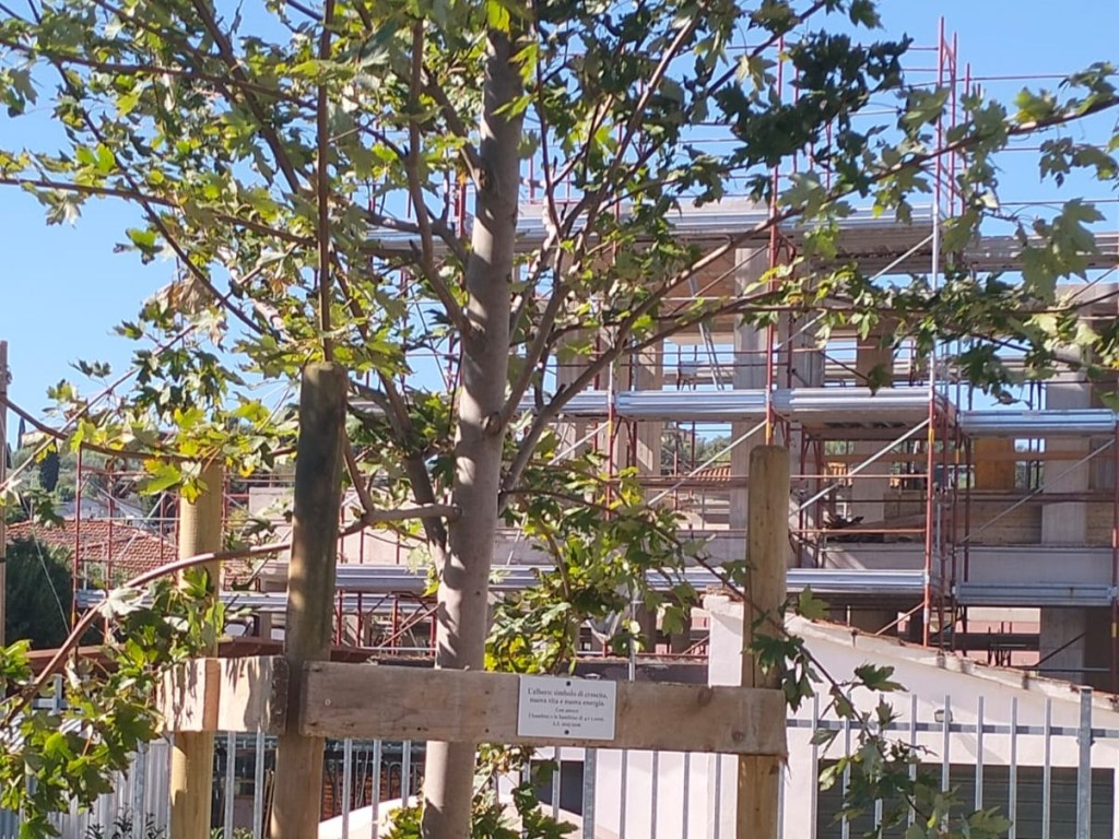 capannoli-piantato-acero (3)