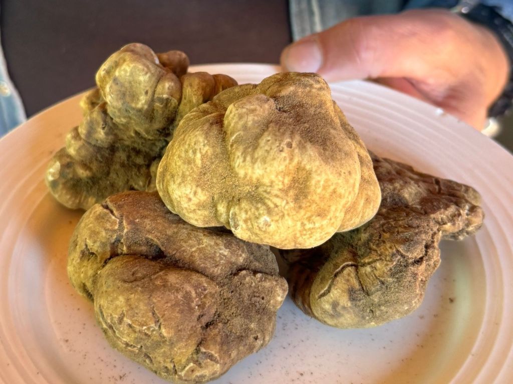 47esima_sagra_del_tartufo_bianco_e_del_fungo_balconevisi (11)