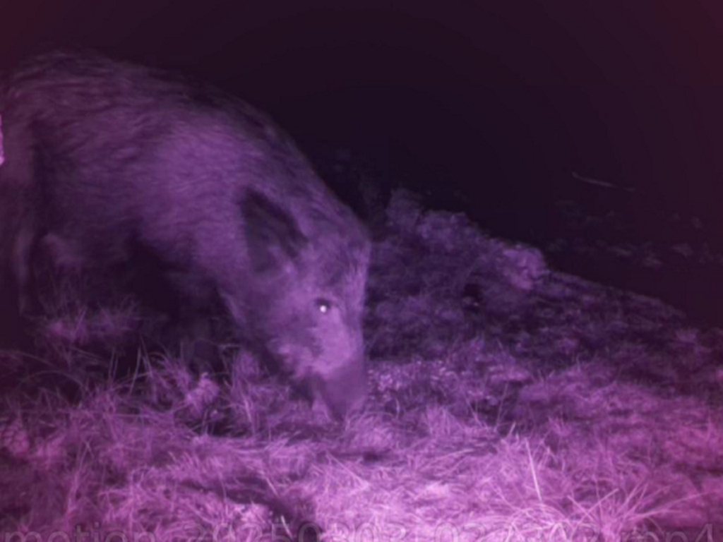 5g-intelligenza-artificiale-foto-animali-notturni-san-rossore