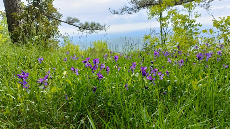 Rischio estinzione per 62 piante in Toscana, 41 vivono solo nella regione: la ricerca