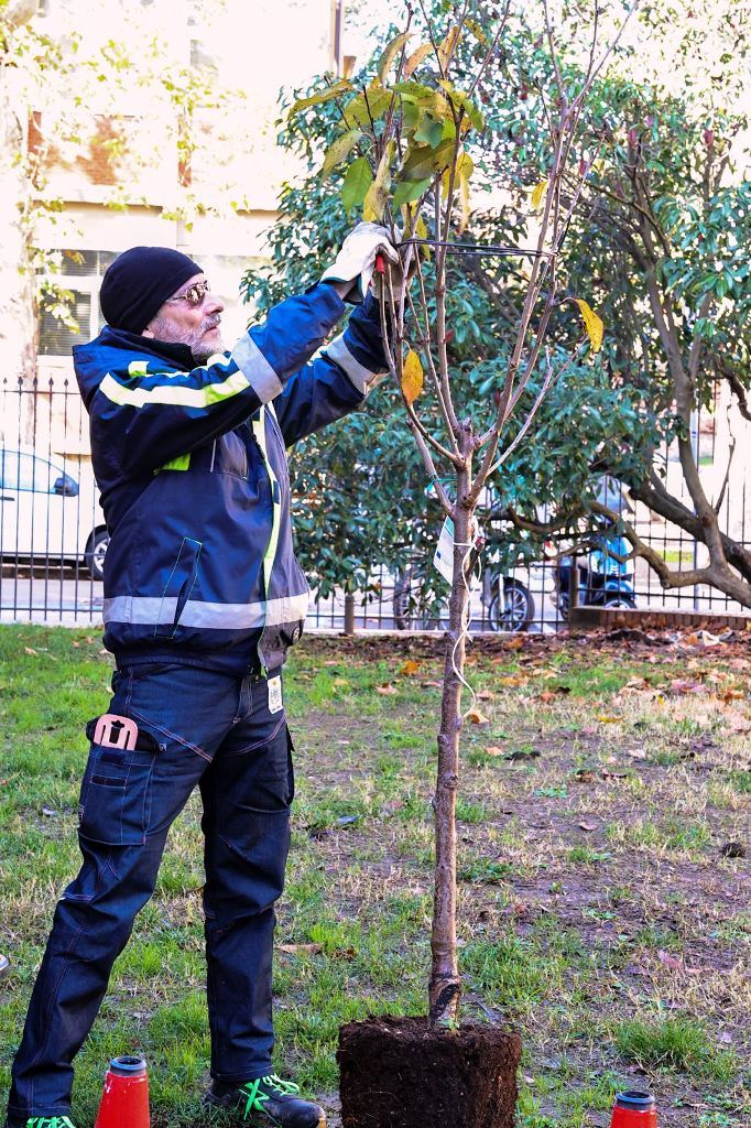 mannucci_giornata_albero_1