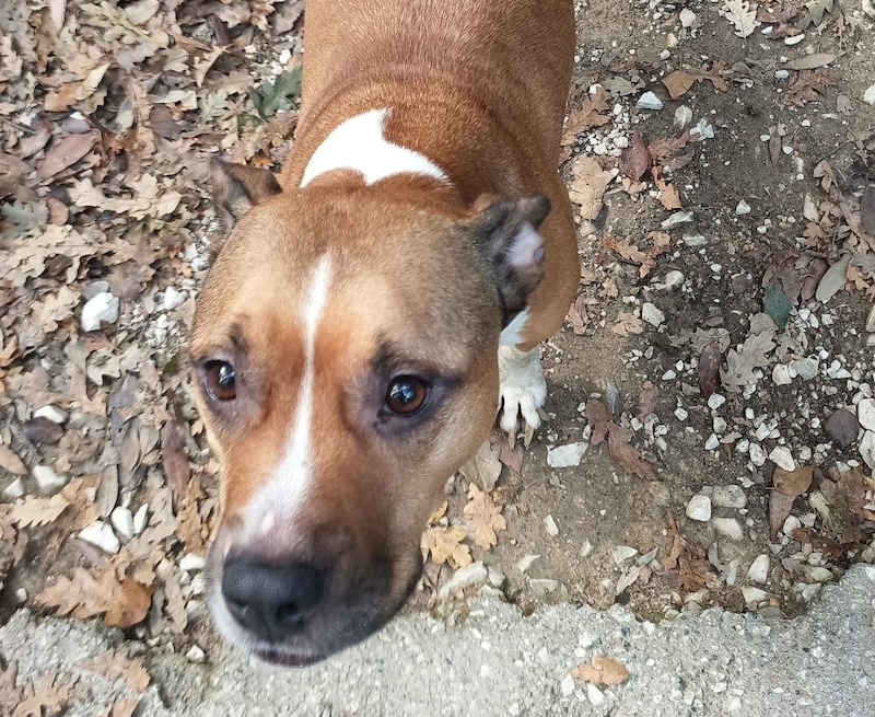 L'appello del canile comunale di Livorno per l'adozione di Simba