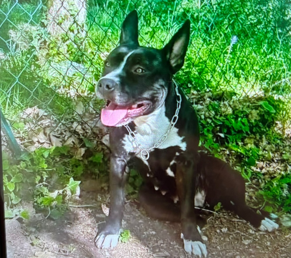 Emergenza freddo, al centro Luca Misuri si rinnova l'accoglienza per gli animali da compagnia