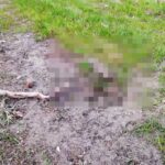 gatto ucciso petardi Isolotto Firenze